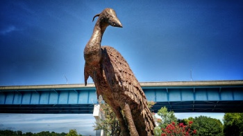Great Blue Heron with Olive Br - Chattanooga, TN.jpg