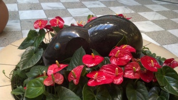 Hillsdale Mouse - San Mateo, CA.jpg