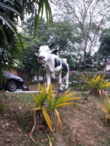 Hollandse Koe - Singapore, Singapore.jpg