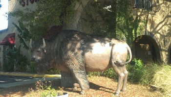 Drew St Bison - Clearwater, FL.jpg