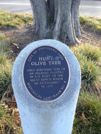 Hunt Olive Tree - Thousand Oaks, CA.jpg