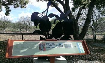 Historic Orchard - San Jose, CA.jpg