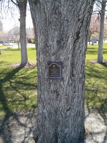 Martin Luther King Jr. Tree - Salt Lake City, UT.jpg